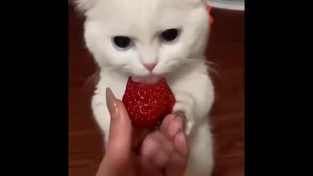 Cutest baby animals Videos
