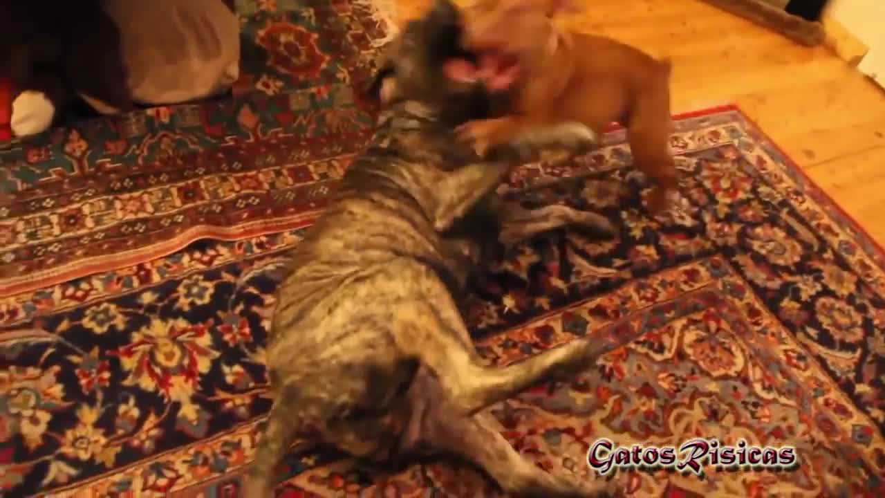 Bulldog Inglés graciosos. Los vídeos más divertidos de perros(720P_HD)