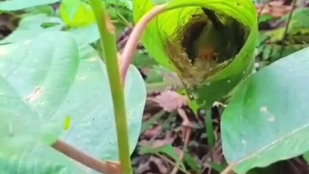 little bird rain house