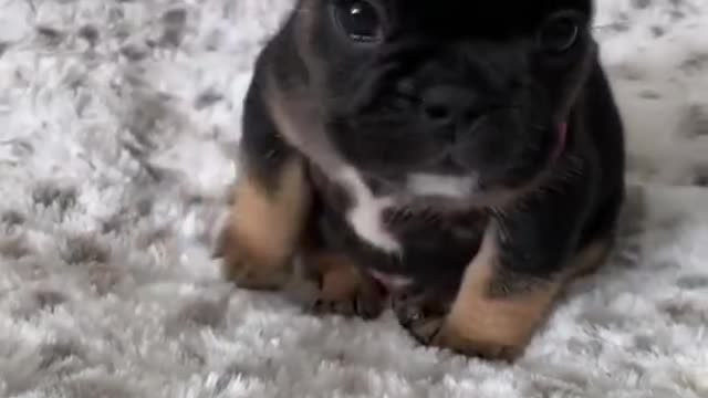 Cute animals just for you