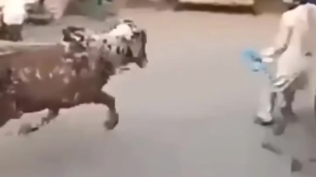 Animals attack on humans