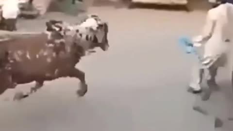 Animals attack on humans