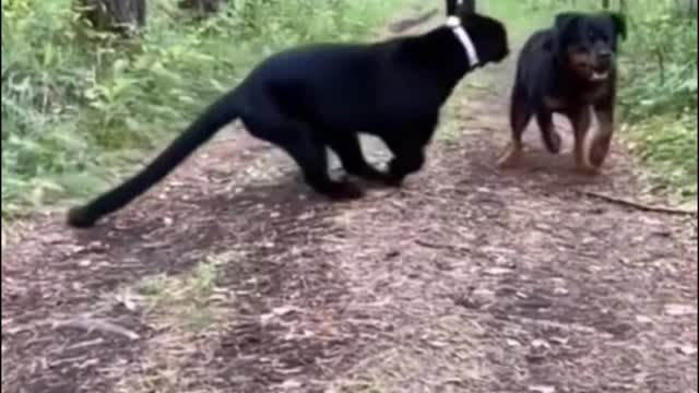 Is this dog playing with a leopard?