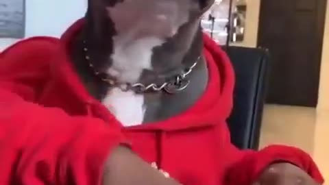 Comic dog1
