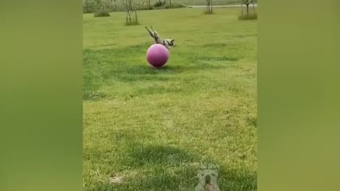 Cute puppies like to play with balls.