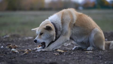 Akita Inu gnaws a bone outdoors