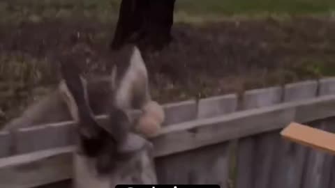 Kangaroo Stuck On Fence