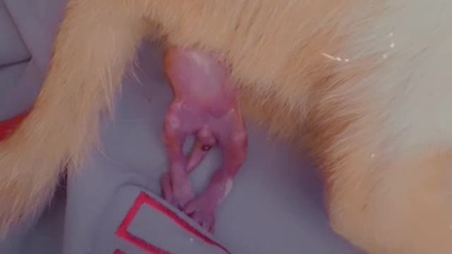 The birth of the first cat 🐱🐈