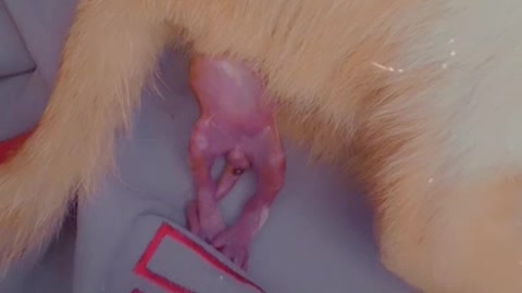 The birth of the first cat 🐱🐈