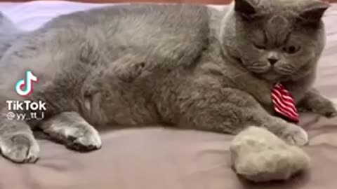 FUNNY REACTION CAT