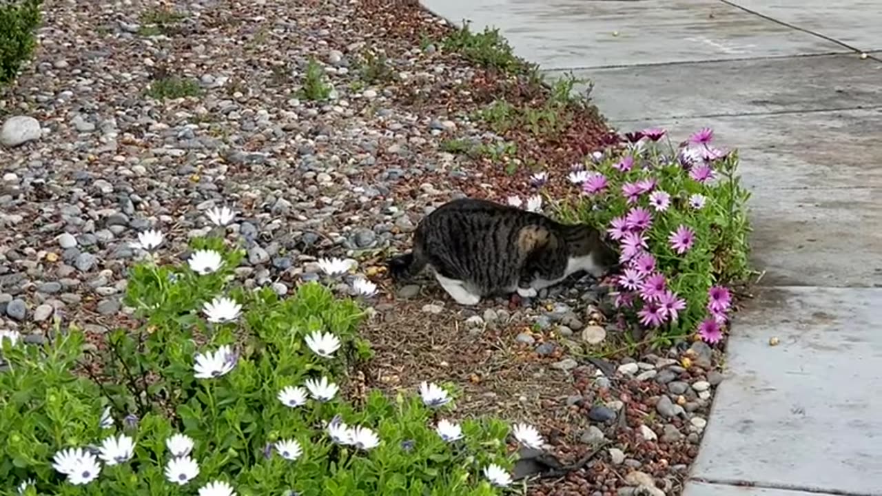 20240327 153427 Buddha Eating During Rain Sprinkling