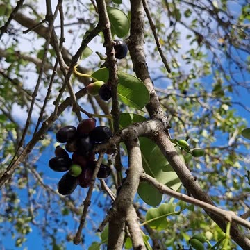 Duhat or Lomboy the grapes of the Philippines!