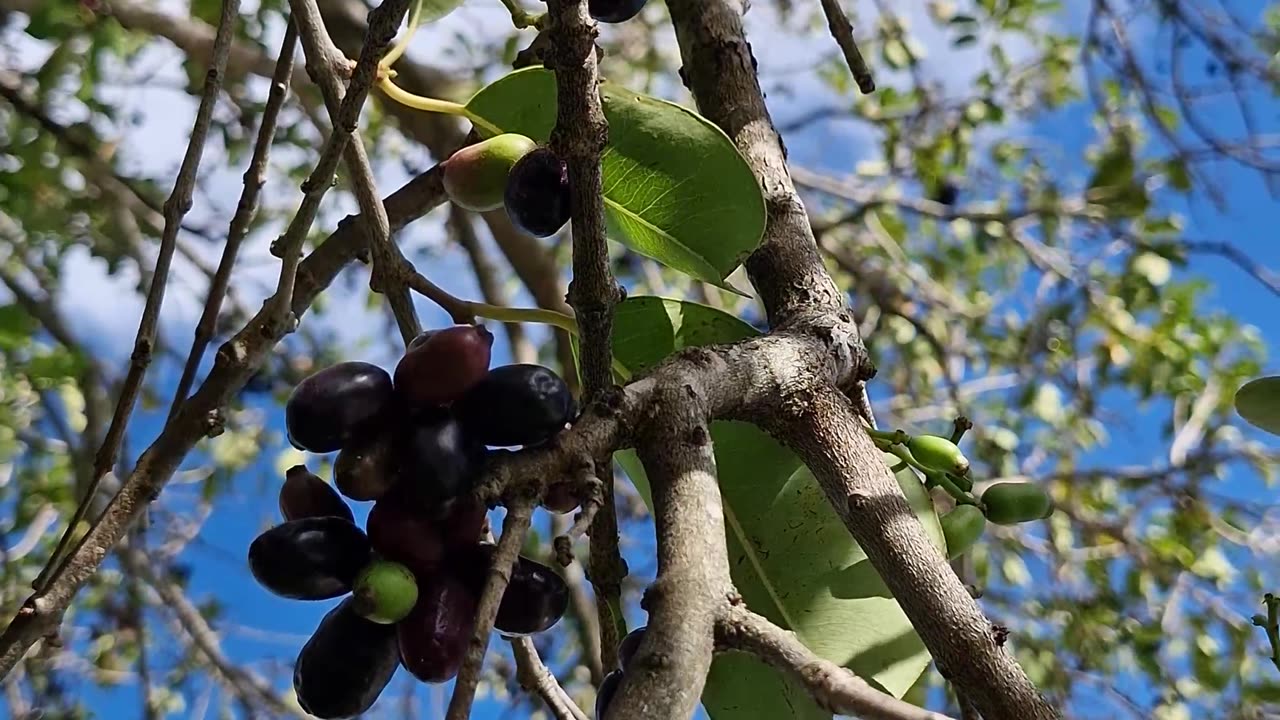 Duhat or Lomboy the grapes of the Philippines!