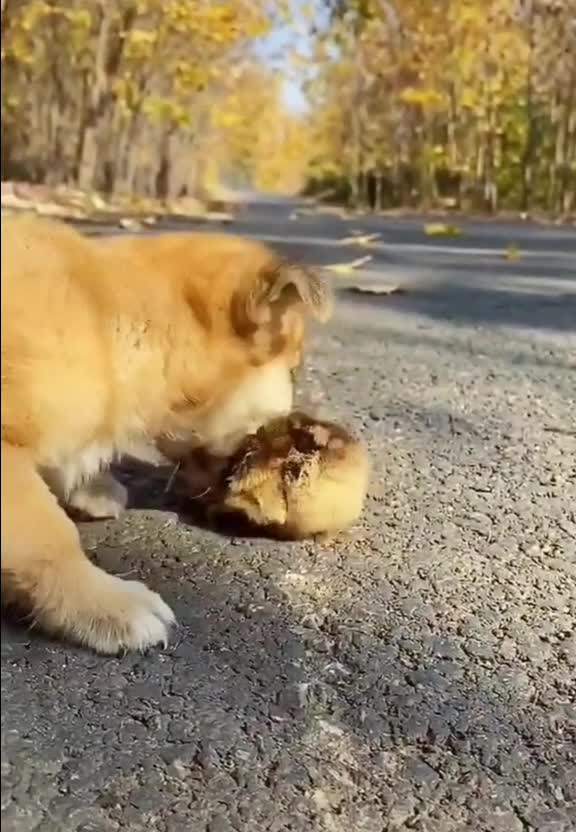 Playful dog, funny pets