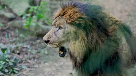 lion at the park