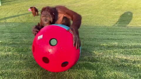 Rambo the orangutan riding skateboard with my …