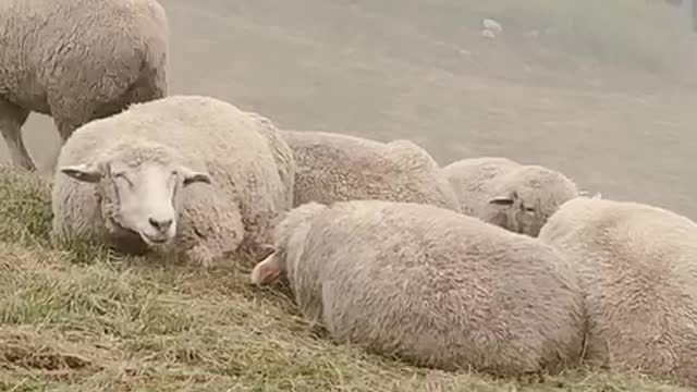 Sheep is chewing something with funny face