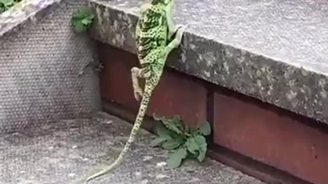 Dancing lizard😂😂😂