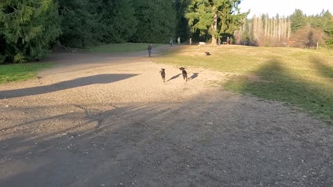 Rocky and Rosie enter dog park