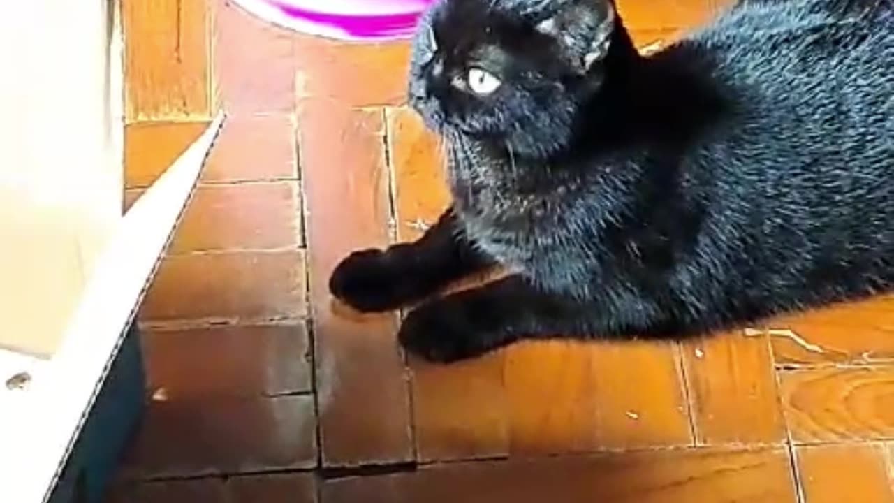 charming cat and her friend - short video