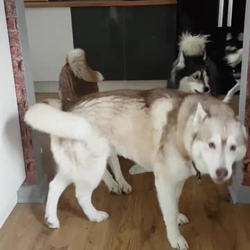 Huskies aúllan de arrepentimiento al ser atrapados destruyendo toallas de cocina