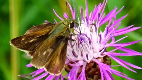 Crossline Skipper