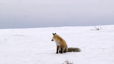 Yellowstone Red Fox