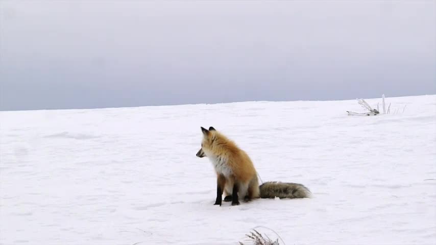 Yellowstone Red Fox