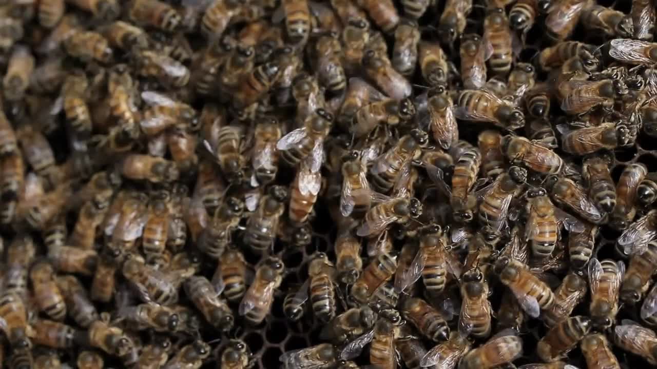 Queen bee macro in honey bee hive