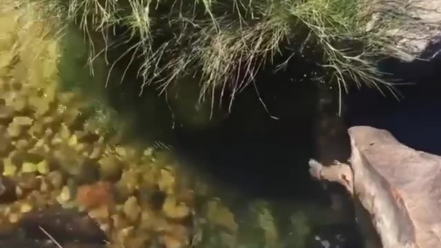 Natural pools is Brazil 🇧🇷😍 wow