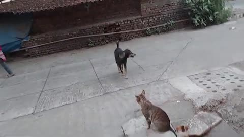 Dog and cat play