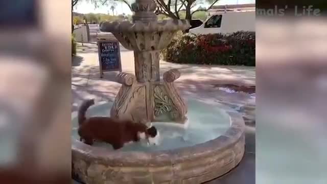 Top Funny Pet Videos - Try Not To Laugh Out Loud