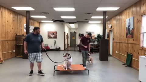 Dog Reactivity- How to control your dog reactivity on the leash!