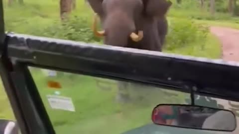 Elephant attack 😳