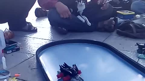 Cat Plays with Toy Cars