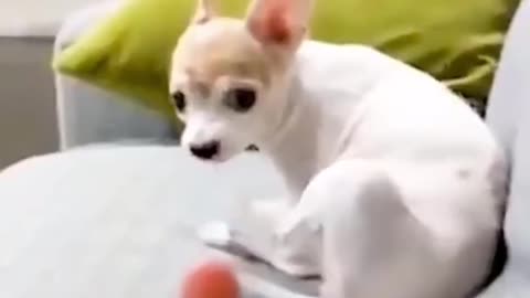 FUNNY. The dog's reaction when you show him the middle finger