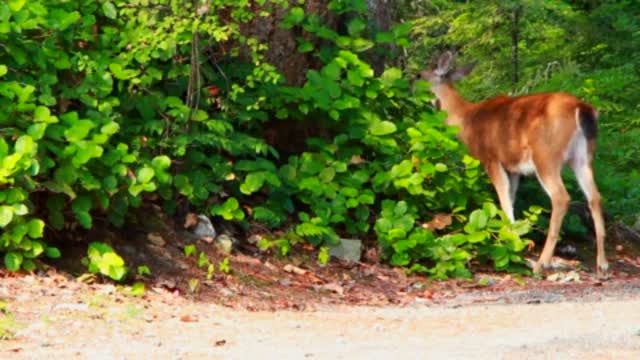 deer eating straw