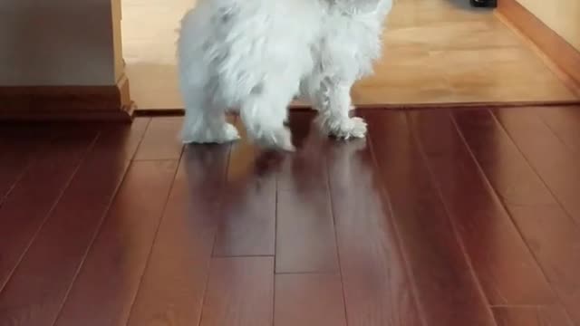 White dog barking for fetch tennis ball runs into wall