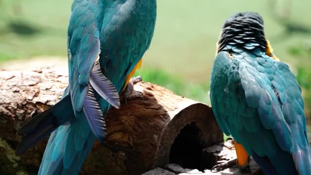 A pair of blue parrots