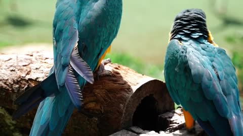 A pair of blue parrots