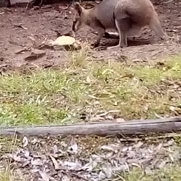 Sistra the Wallaby, Five Free Ducks and Two Bush Turkeys