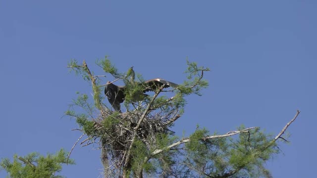 Young Great Blue Heron ready to fly out of nest