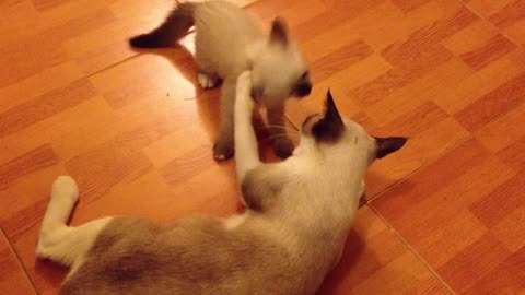 kitten play with her mother mommy give me milk