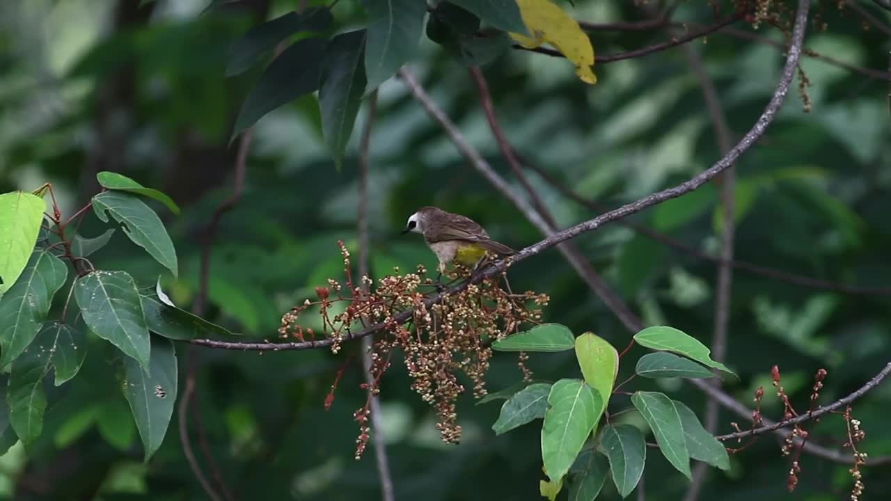 Birds of prey for insects and enjoy them on a twig 2021