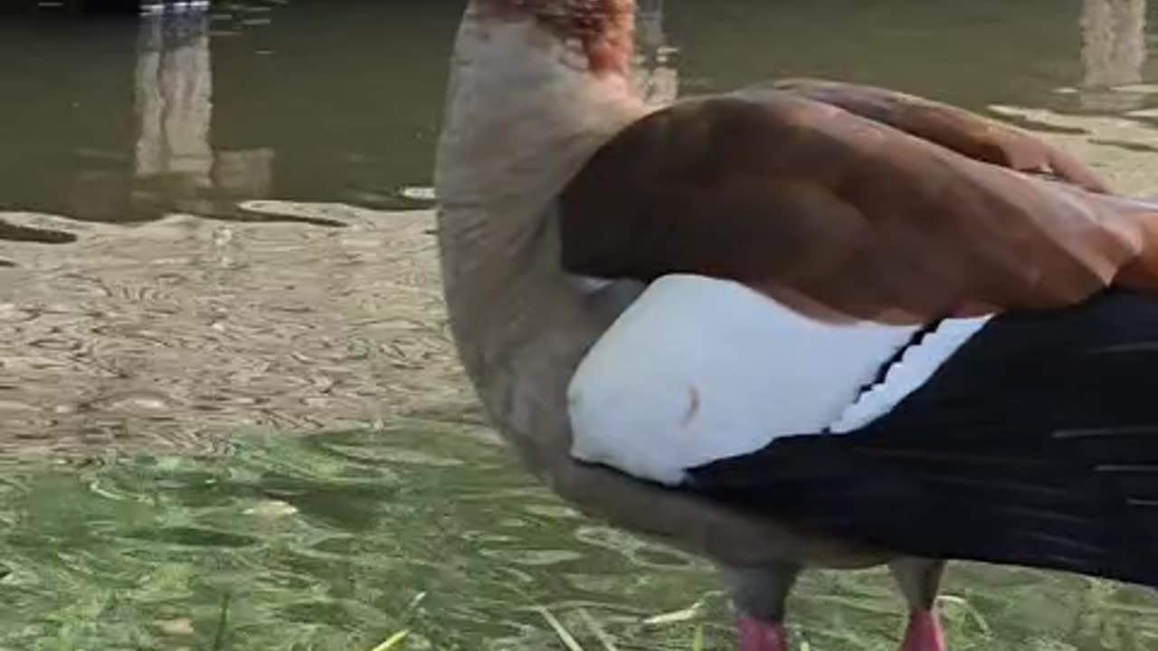 Beautiful duck