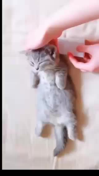 CUTE LIL KITTEN GETTING HIS BELLY RUBBED