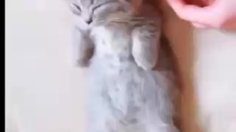 CUTE LIL KITTEN GETTING HIS BELLY RUBBED