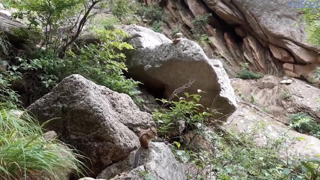 Feel the cuteness of a Korean squirrel.