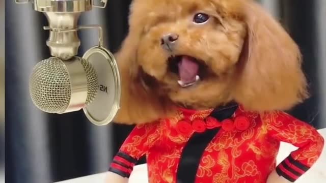 Baby dog singing.#cute and funny