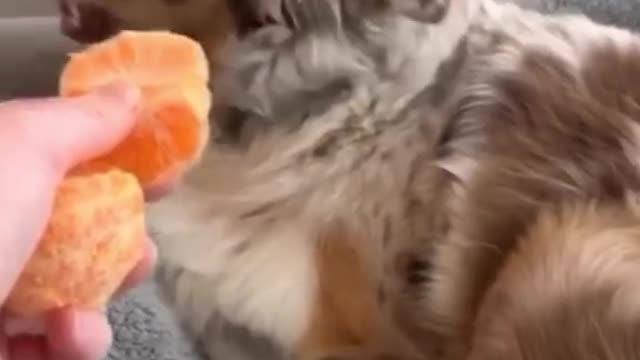 Dog hate oranges